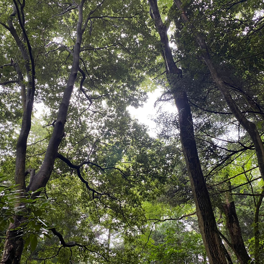 bushcraft campsite sukumogawa hakone kanagawa japan