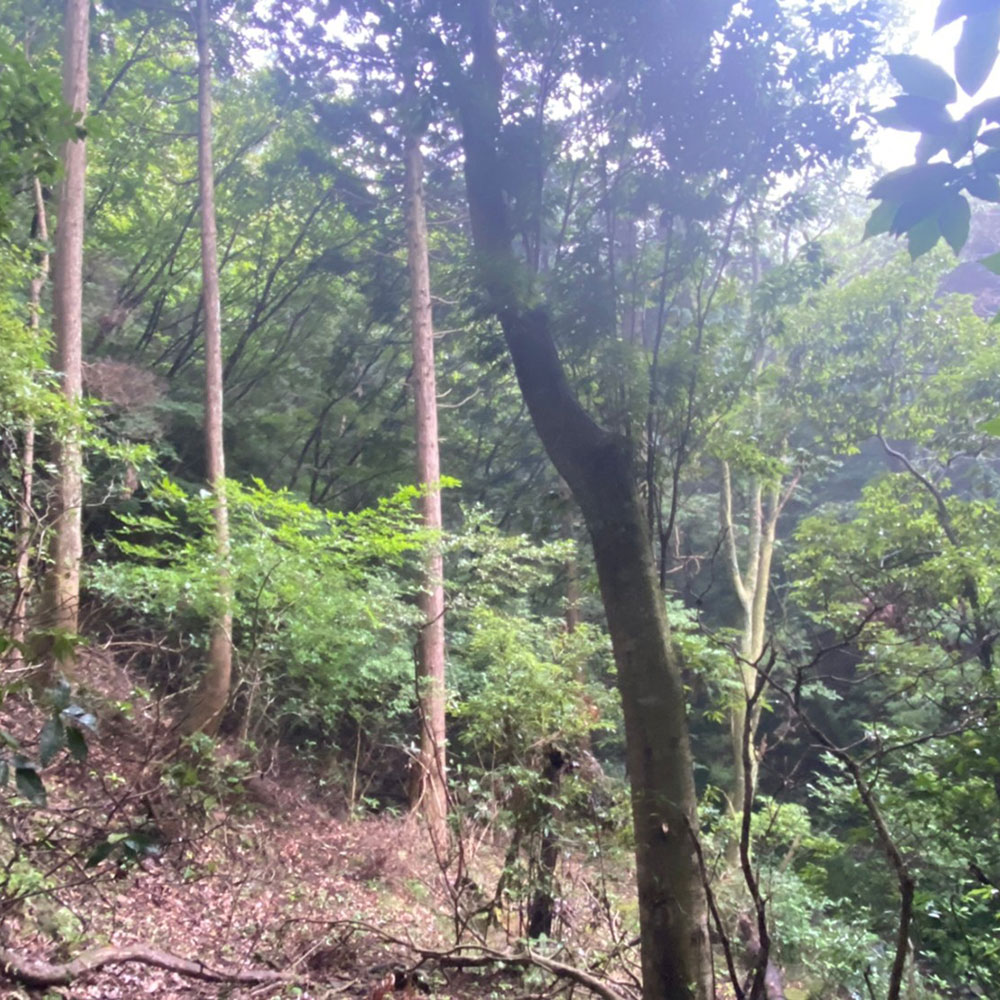 bushcraft campsite sukumogawa hakone kanagawa japan