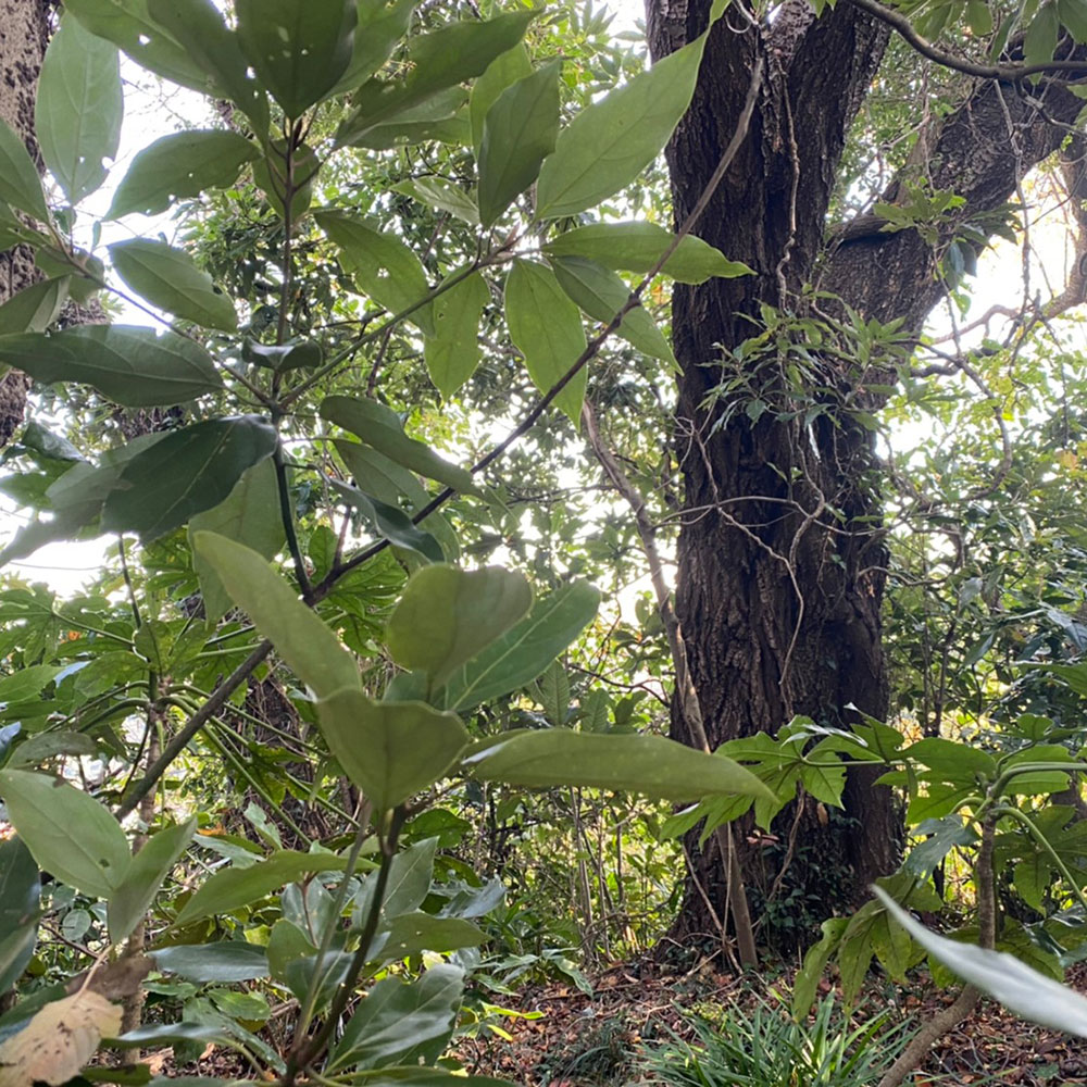 bushcraft campsite taura yokosuka kanagawa japan