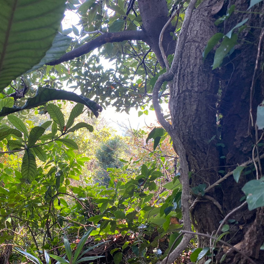 bushcraft campsite taura yokosuka kanagawa japan