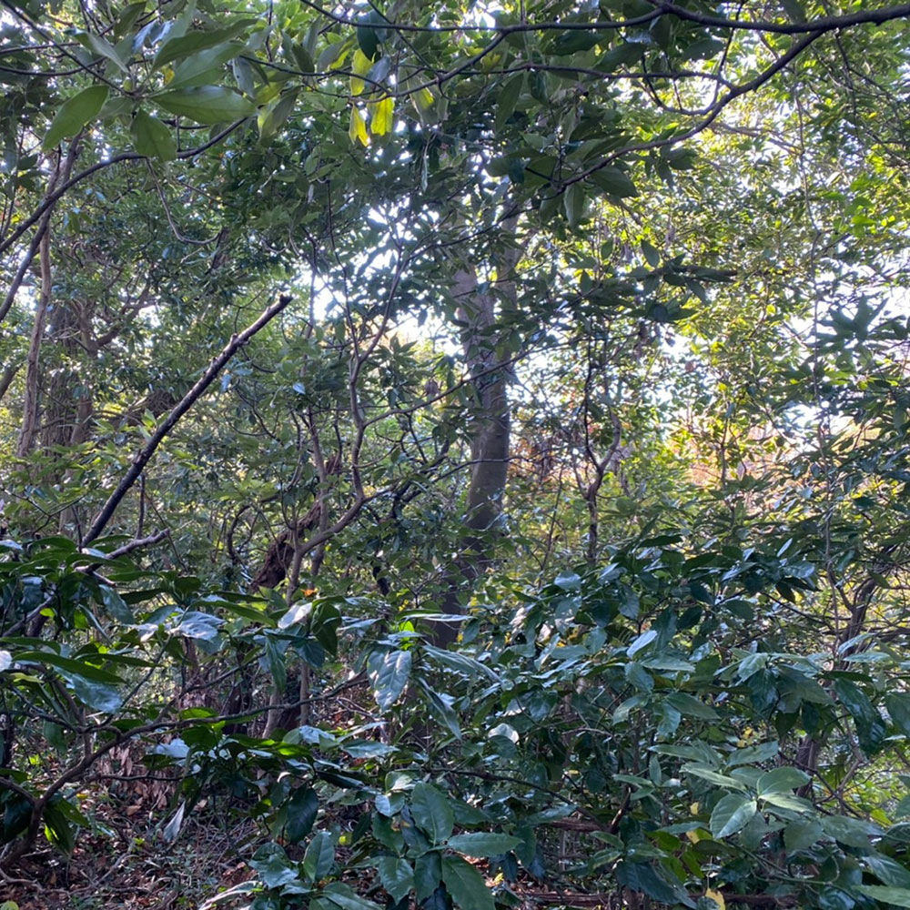 bushcraft campsite taura yokosuka kanagawa japan
