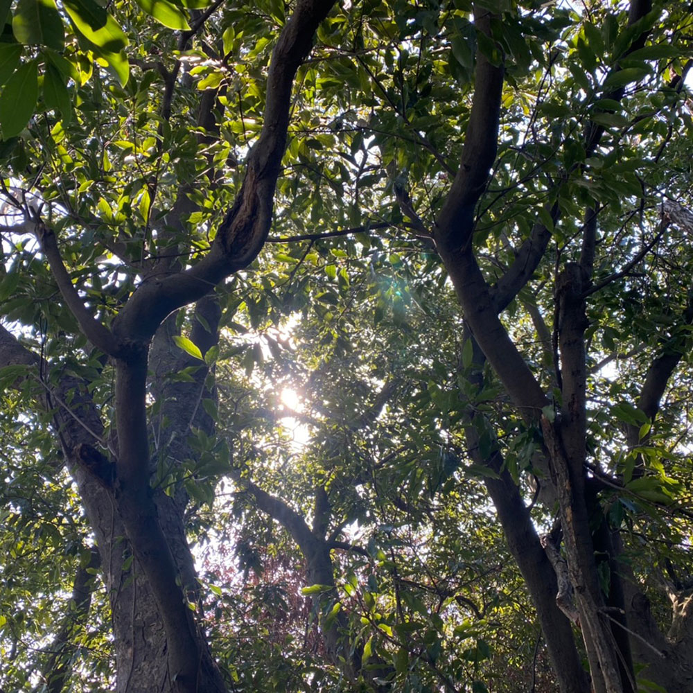 bushcraft campsite taura yokosuka kanagawa japan