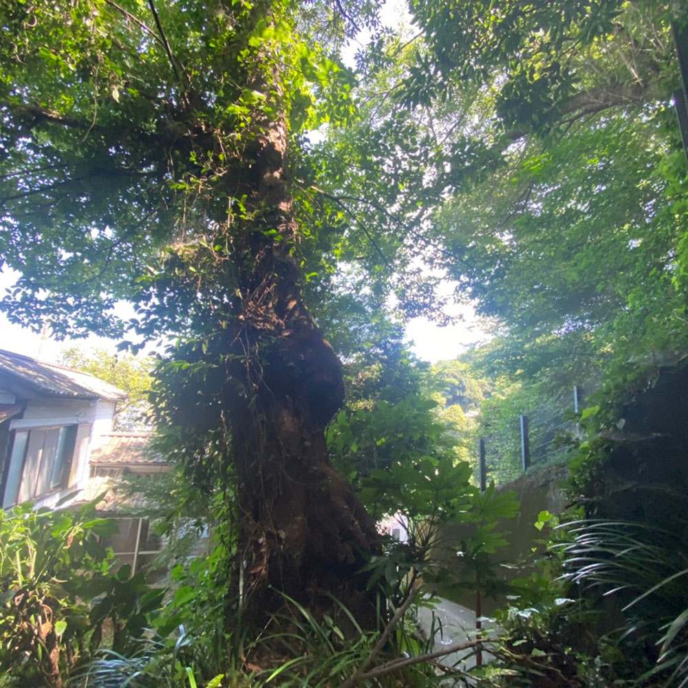 bushcraft campsite taura yokosuka kanagawa japan