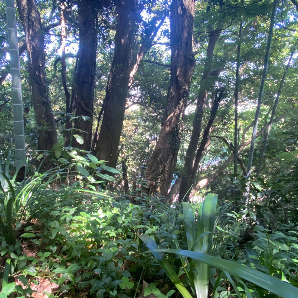 bushcraft campsite taura yokosuka kanagawa japan