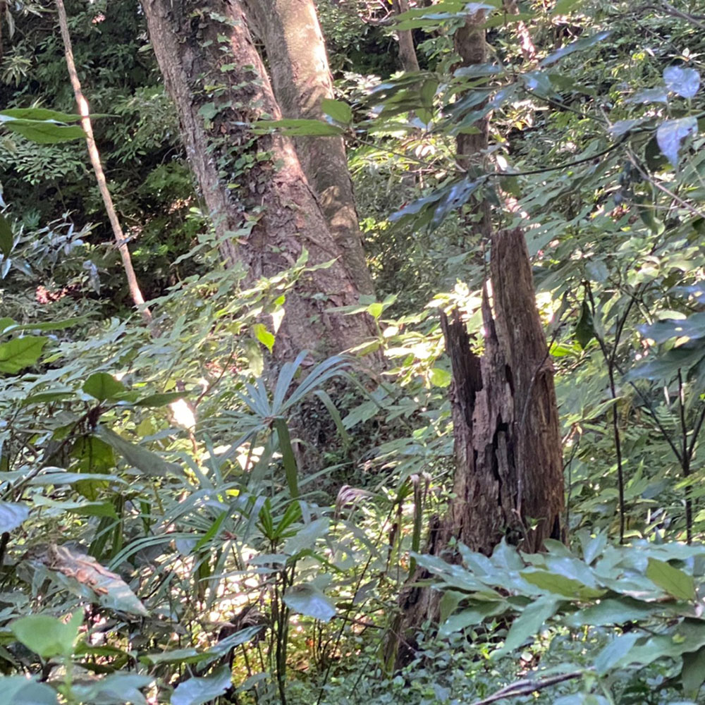 bushcraft campsite taura yokosuka kanagawa japan