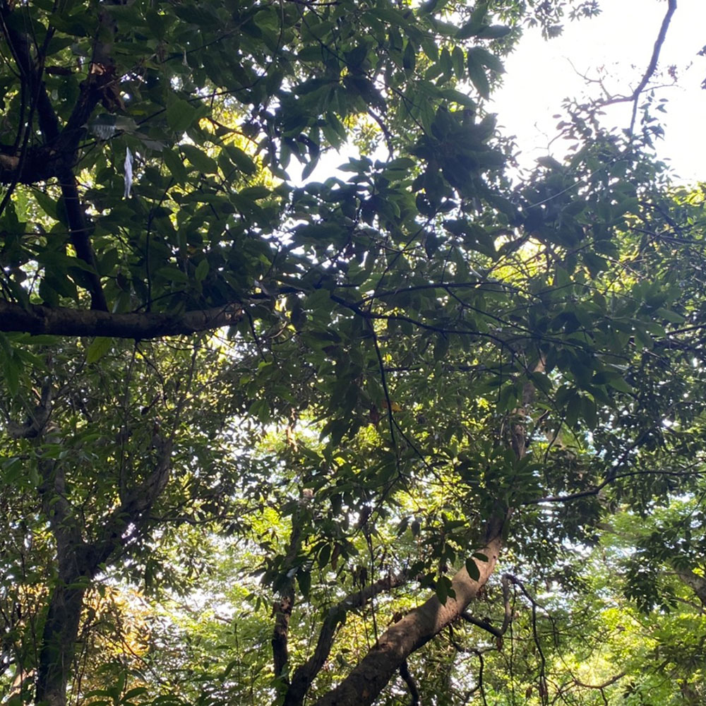 bushcraft campsite taura yokosuka kanagawa japan