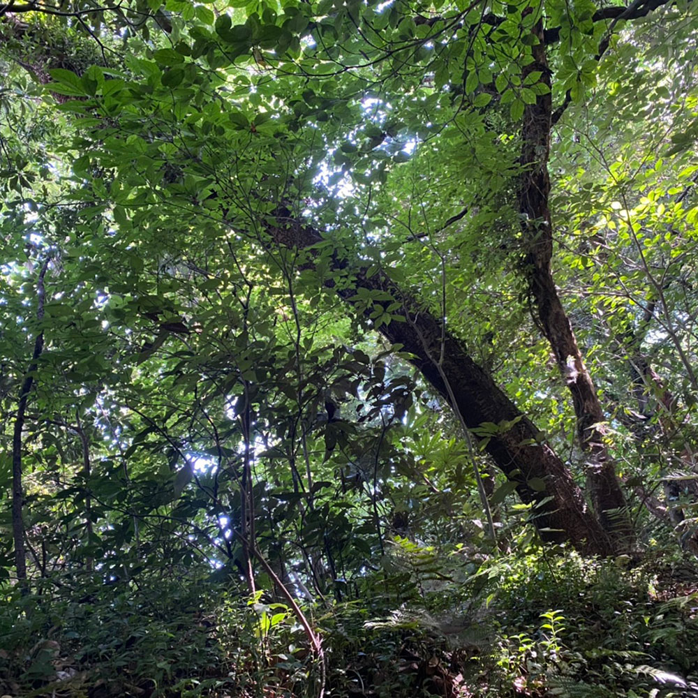 bushcraft campsite taura yokosuka kanagawa japan