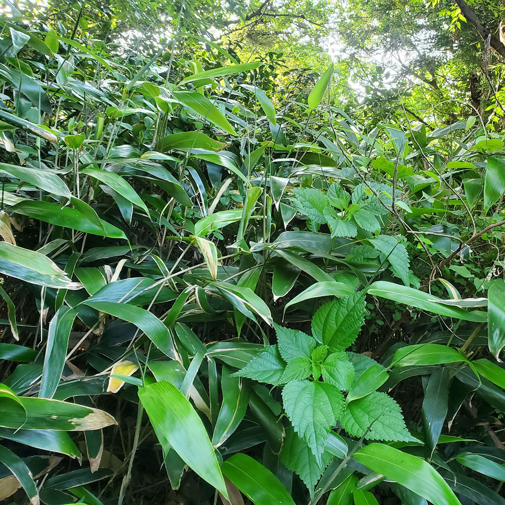 bushcraft campsite taura yokosuka kanagawa japan