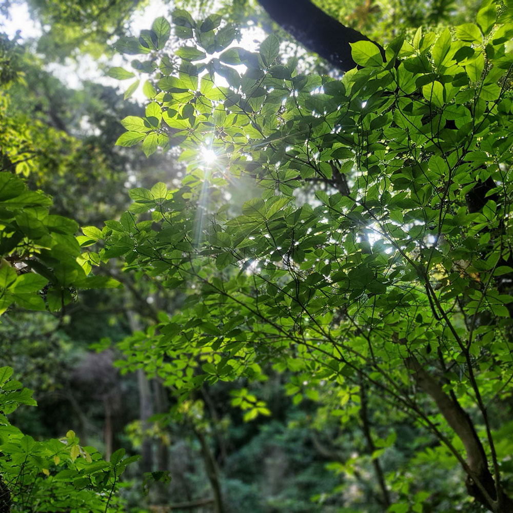 bushcraft campsite taura yokosuka kanagawa japan