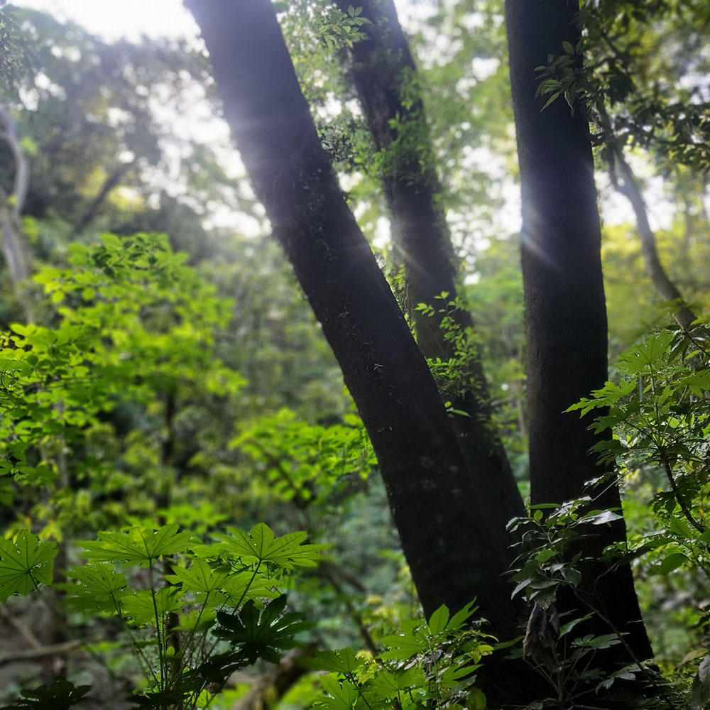 bushcraft campsite taura yokosuka kanagawa japan