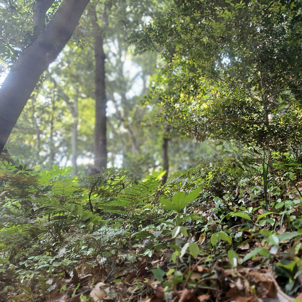 bushcraft campsite taura yokosuka kanagawa japan
