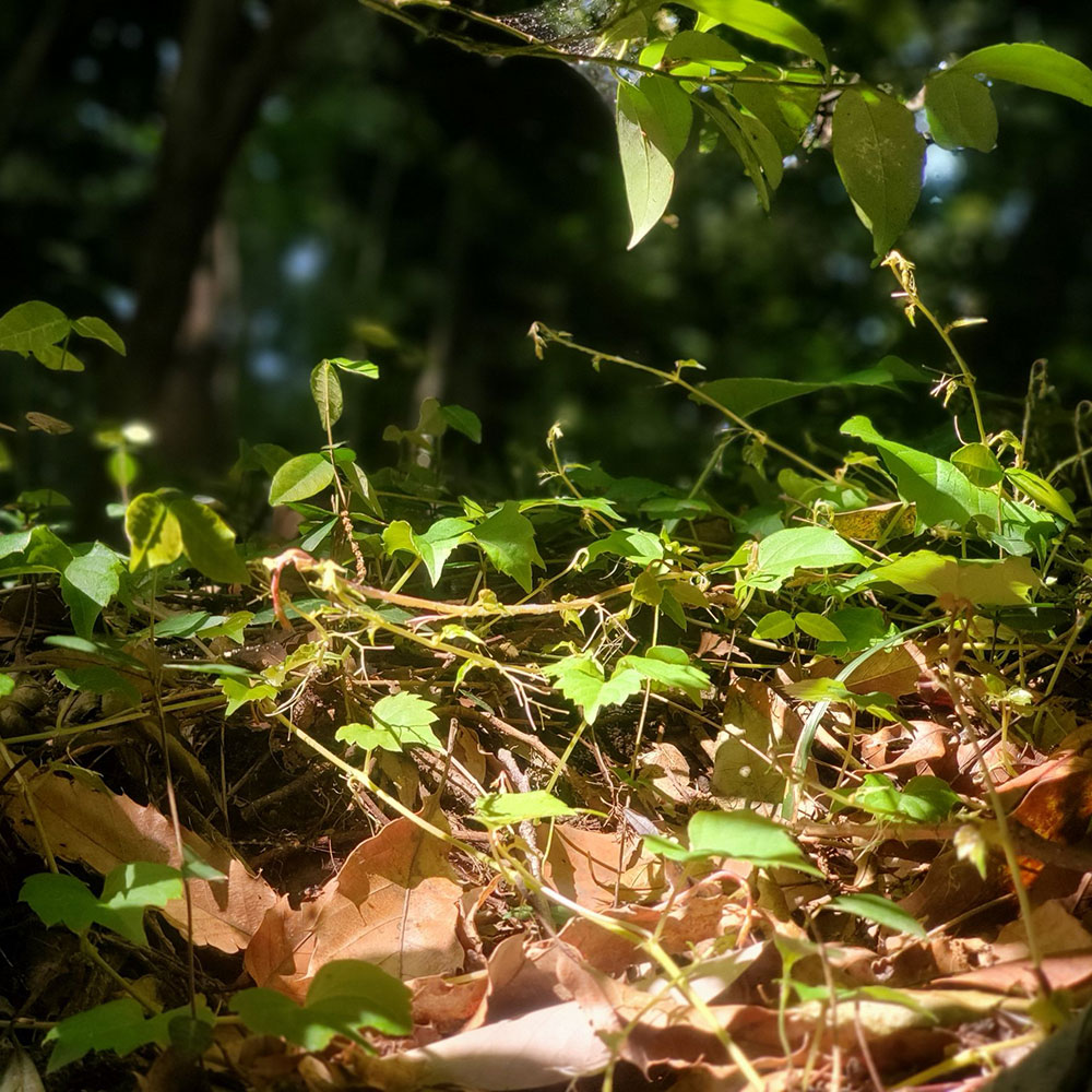 bushcraft campsite taura yokosuka kanagawa japan