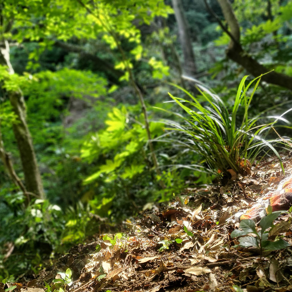 bushcraft campsite taura yokosuka kanagawa japan