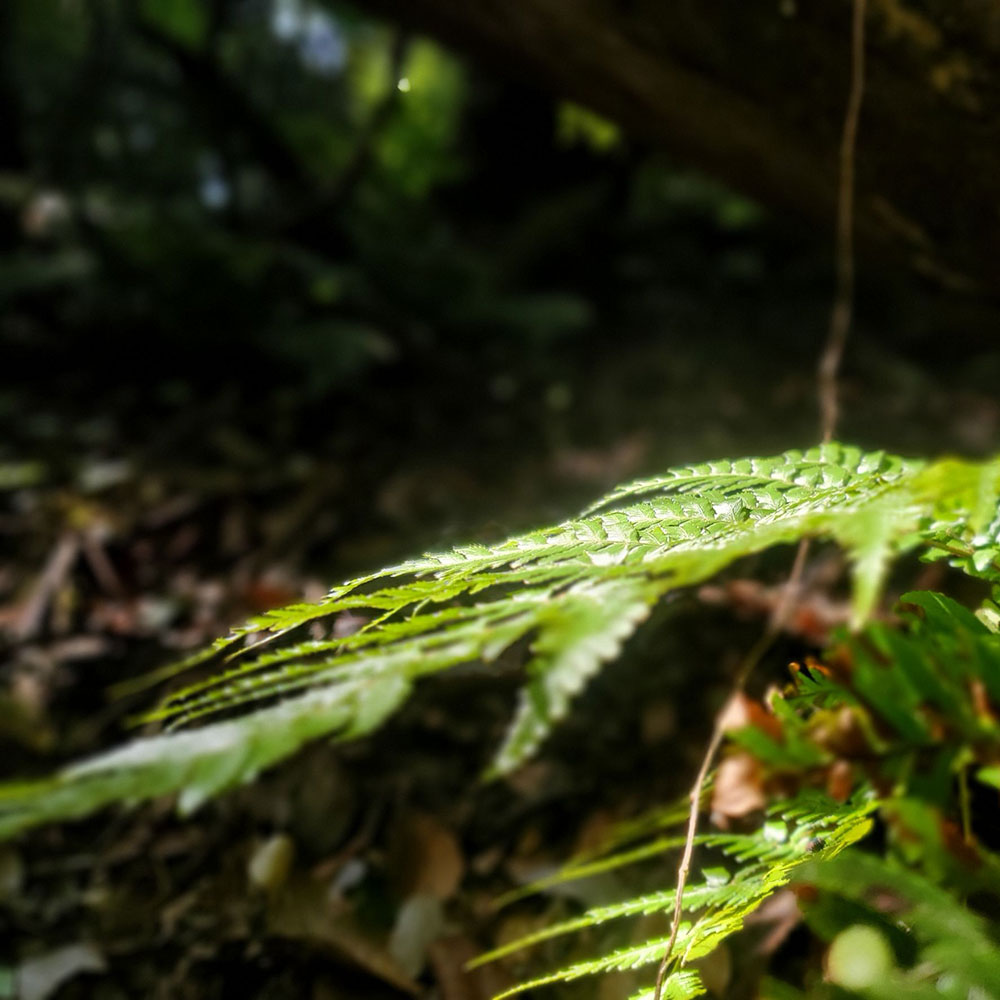 bushcraft campsite taura yokosuka kanagawa japan
