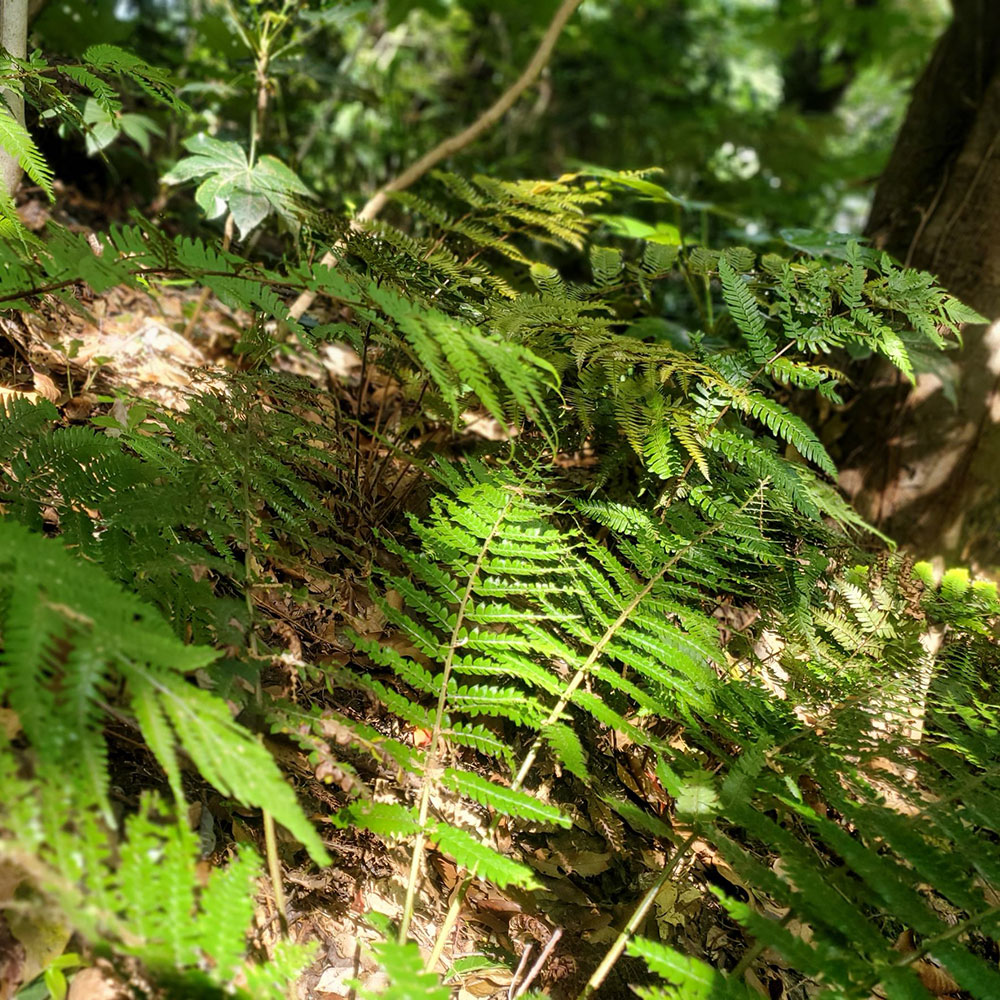 bushcraft campsite taura yokosuka kanagawa japan