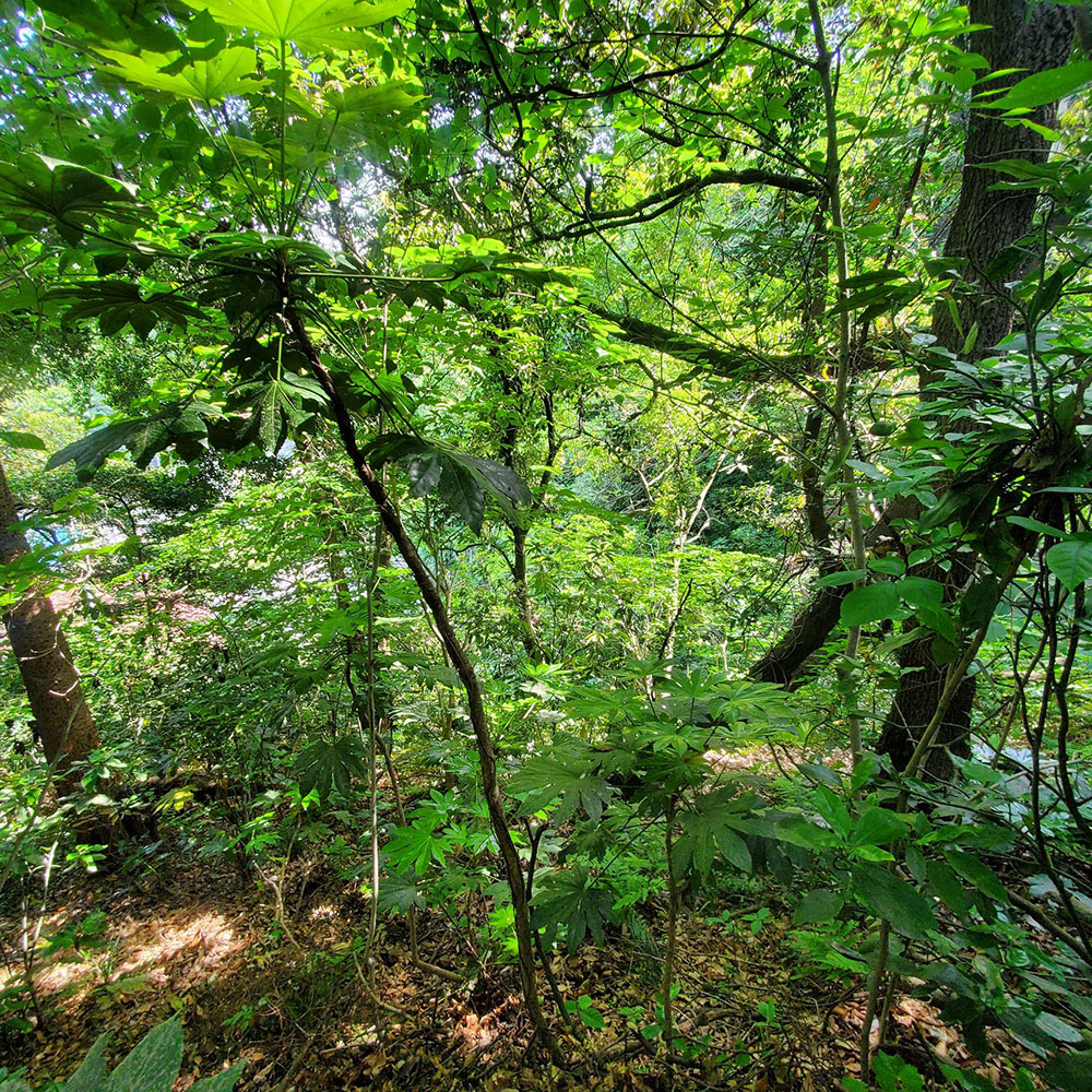 bushcraft campsite taura yokosuka kanagawa japan