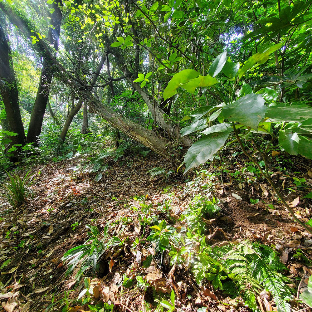 bushcraft campsite taura yokosuka kanagawa japan