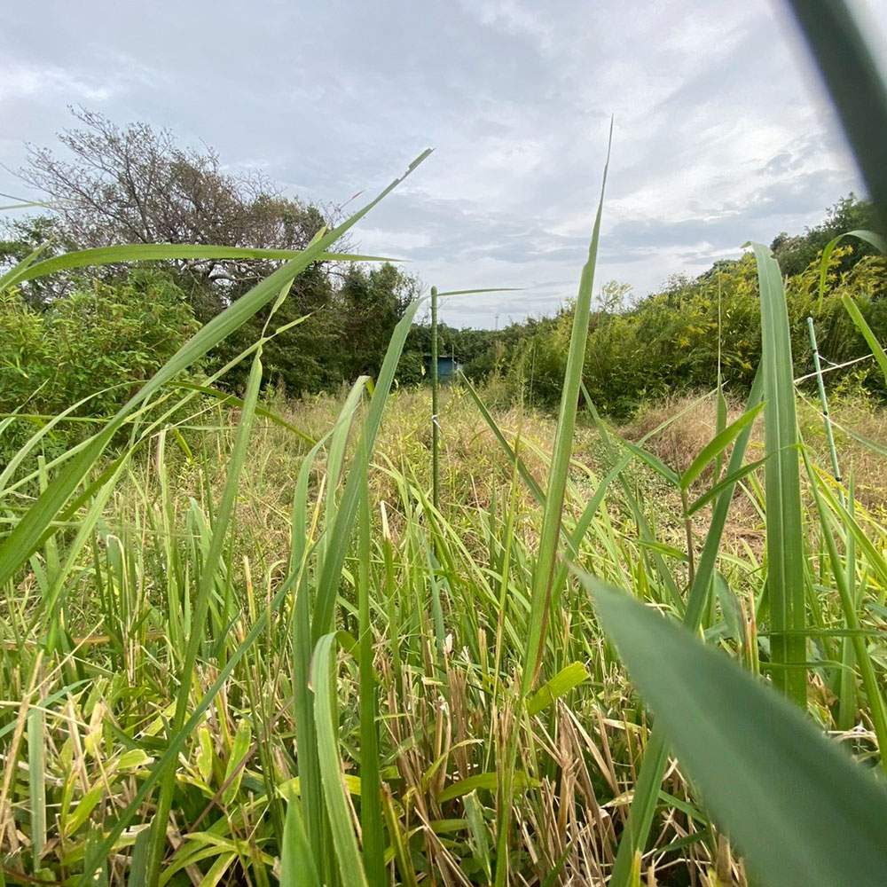 bushcraft campsite taura umenosato yokosuka kanagawa  japan