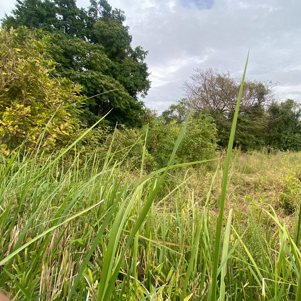 bushcraft campsite taura umenosato yokosuka kanagawa  japan