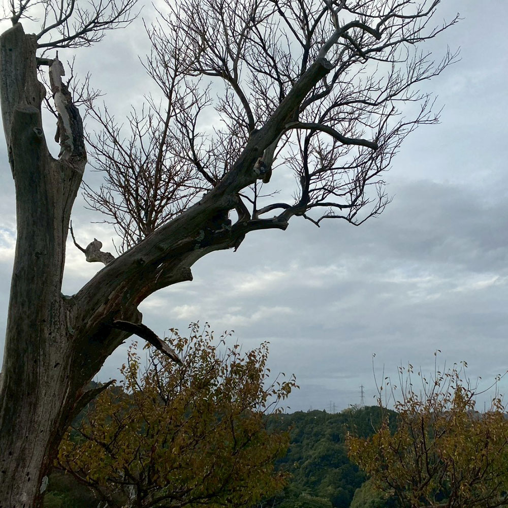 bushcraft campsite taura umenosato yokosuka kanagawa  japan