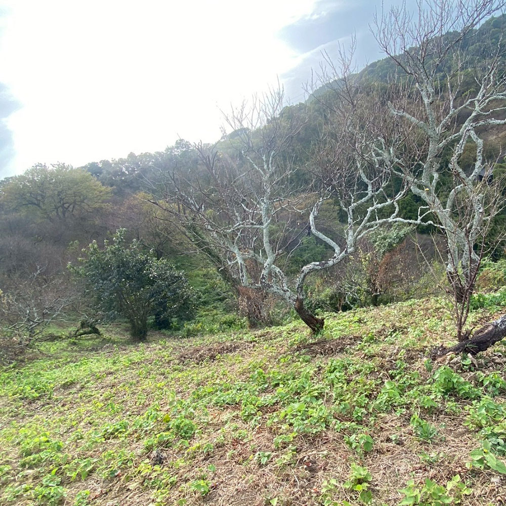 bushcraft campsite taura umenosato yokosuka kanagawa  japan