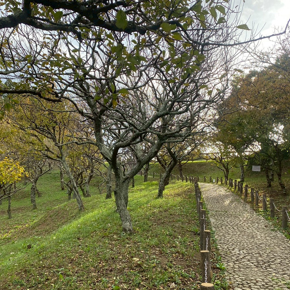 bushcraft campsite taura umenosato yokosuka kanagawa  japan