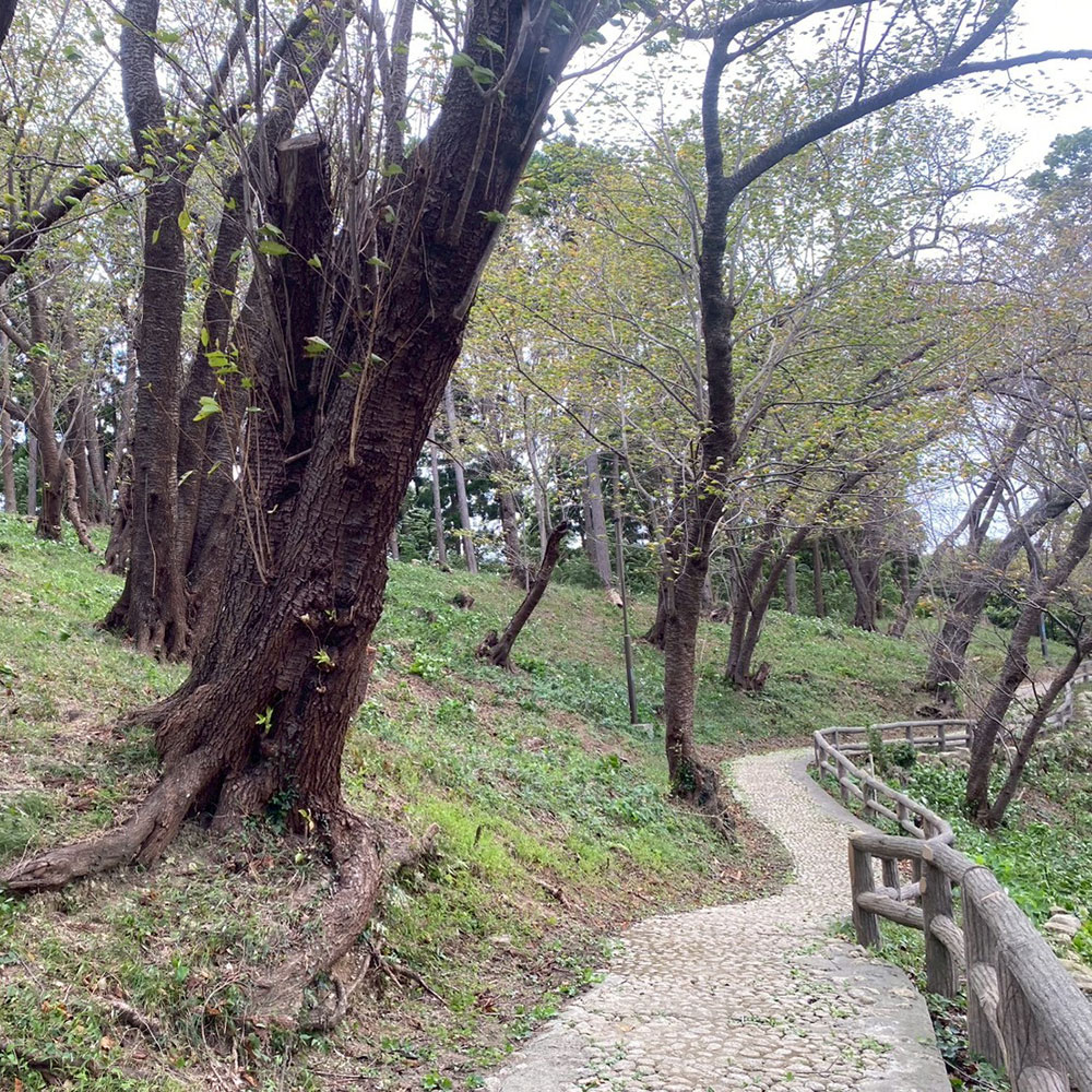 bushcraft campsite taura umenosato yokosuka kanagawa  japan