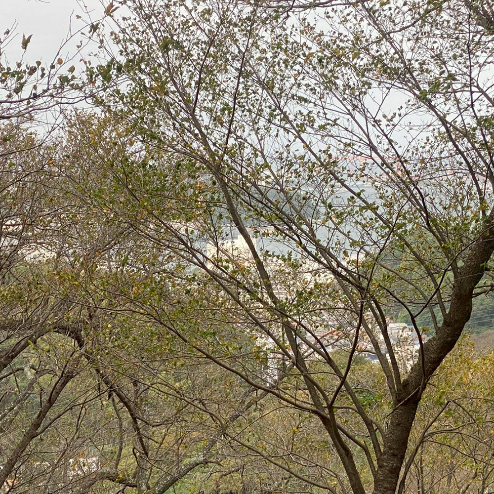 bushcraft campsite taura umenosato yokosuka kanagawa  japan