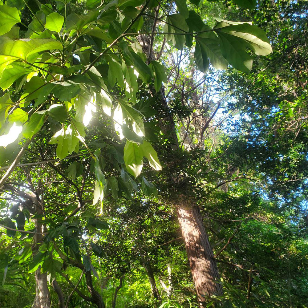 bushcraft campsite maioka totsuka yokohama  kanagawa japan