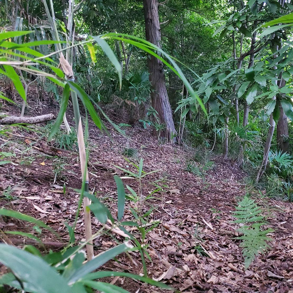 bushcraft campsite maioka totsuka yokohama  kanagawa japan