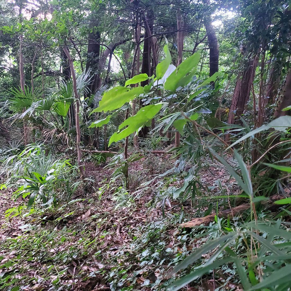 bushcraft campsite maioka totsuka yokohama  kanagawa japan