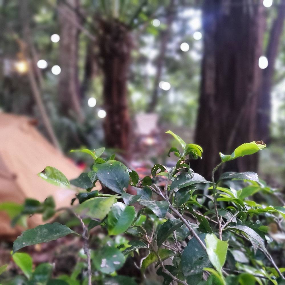 bushcraft campsite maioka totsuka yokohama  kanagawa japan