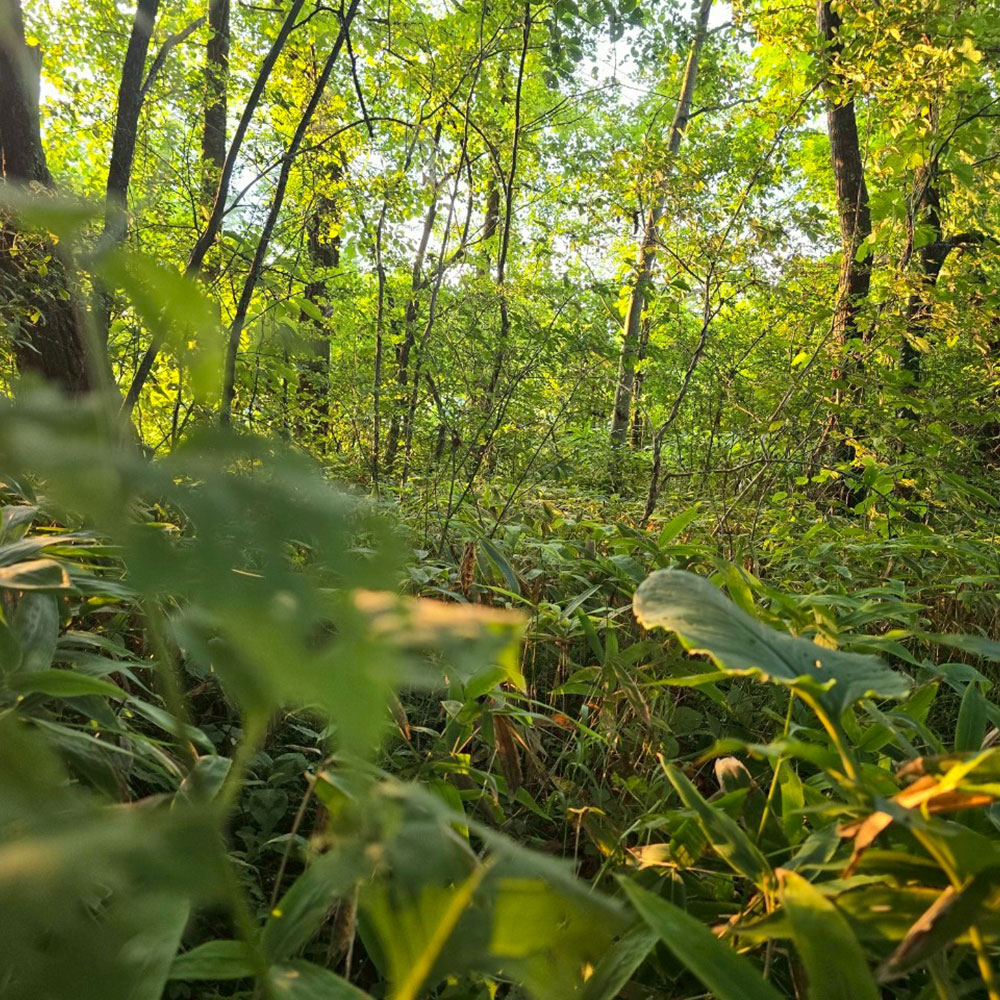 bushcraft campsite tsumagoi nagano japan