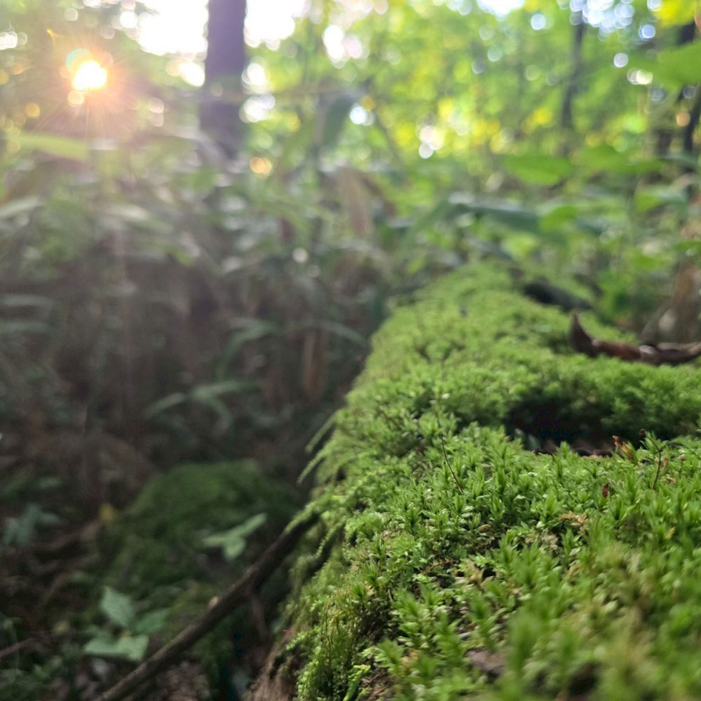 bushcraft campsite tsumagoi nagano japan