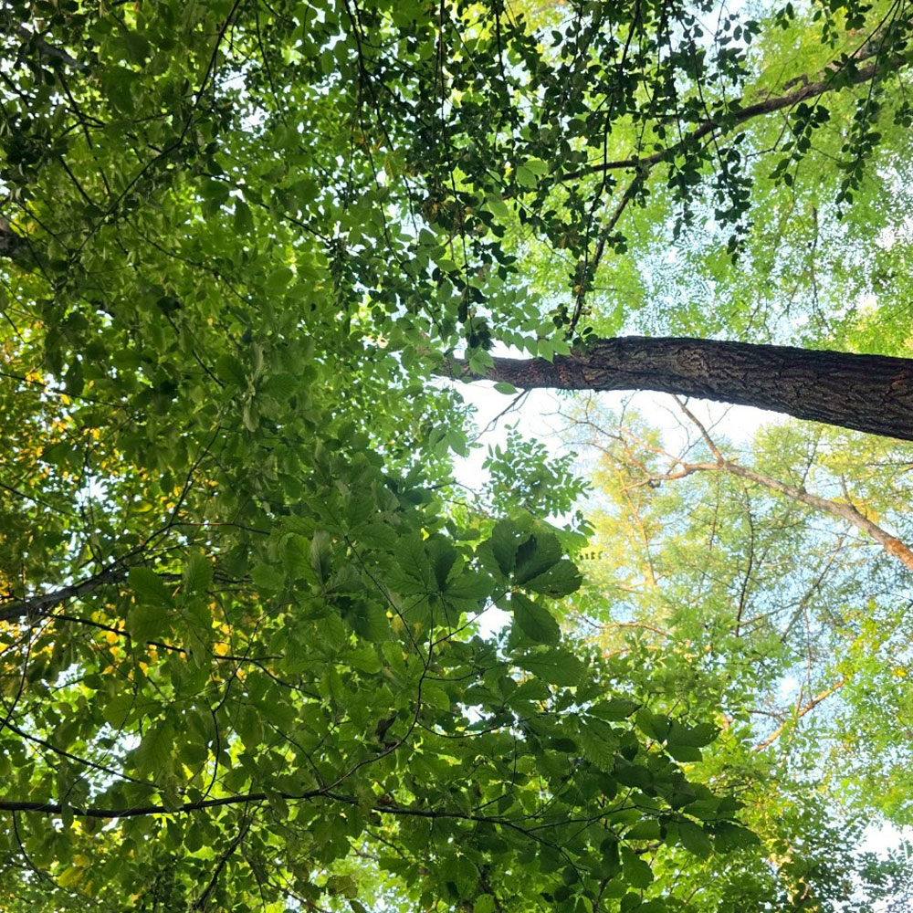 bushcraft campsite tsumagoi nagano japan