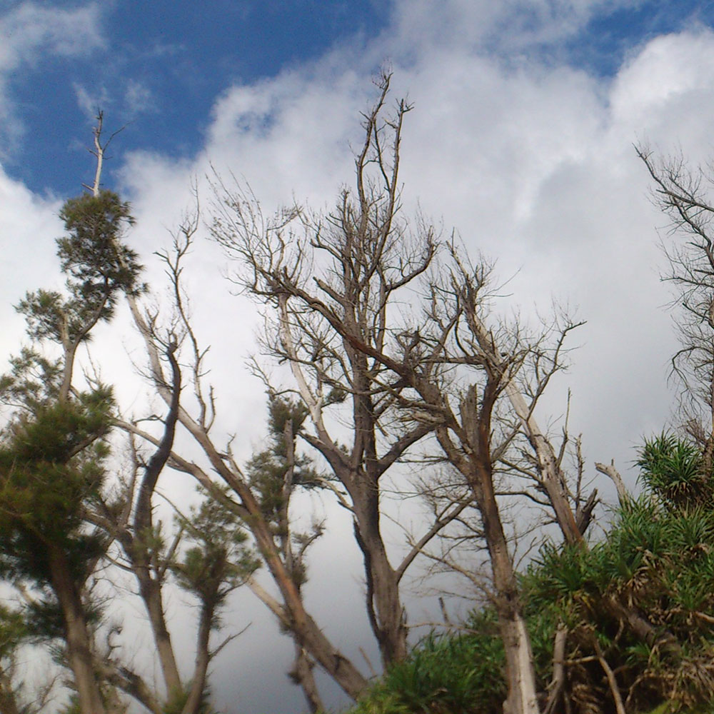 bushcraft campsite uppama beach gesashi higashison  okinawa japan