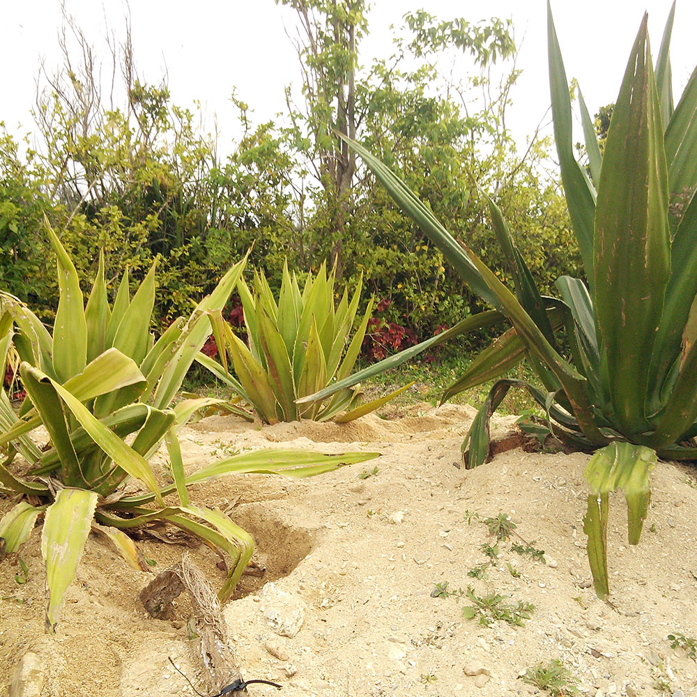 bushcraft campsite uppama beach gesashi higashison  okinawa japan