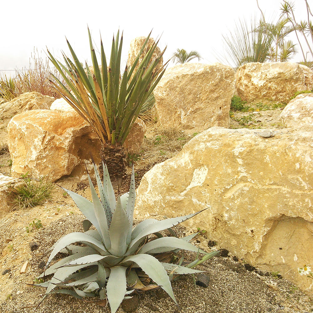 bushcraft campsite uppama beach gesashi higashison  okinawa japan