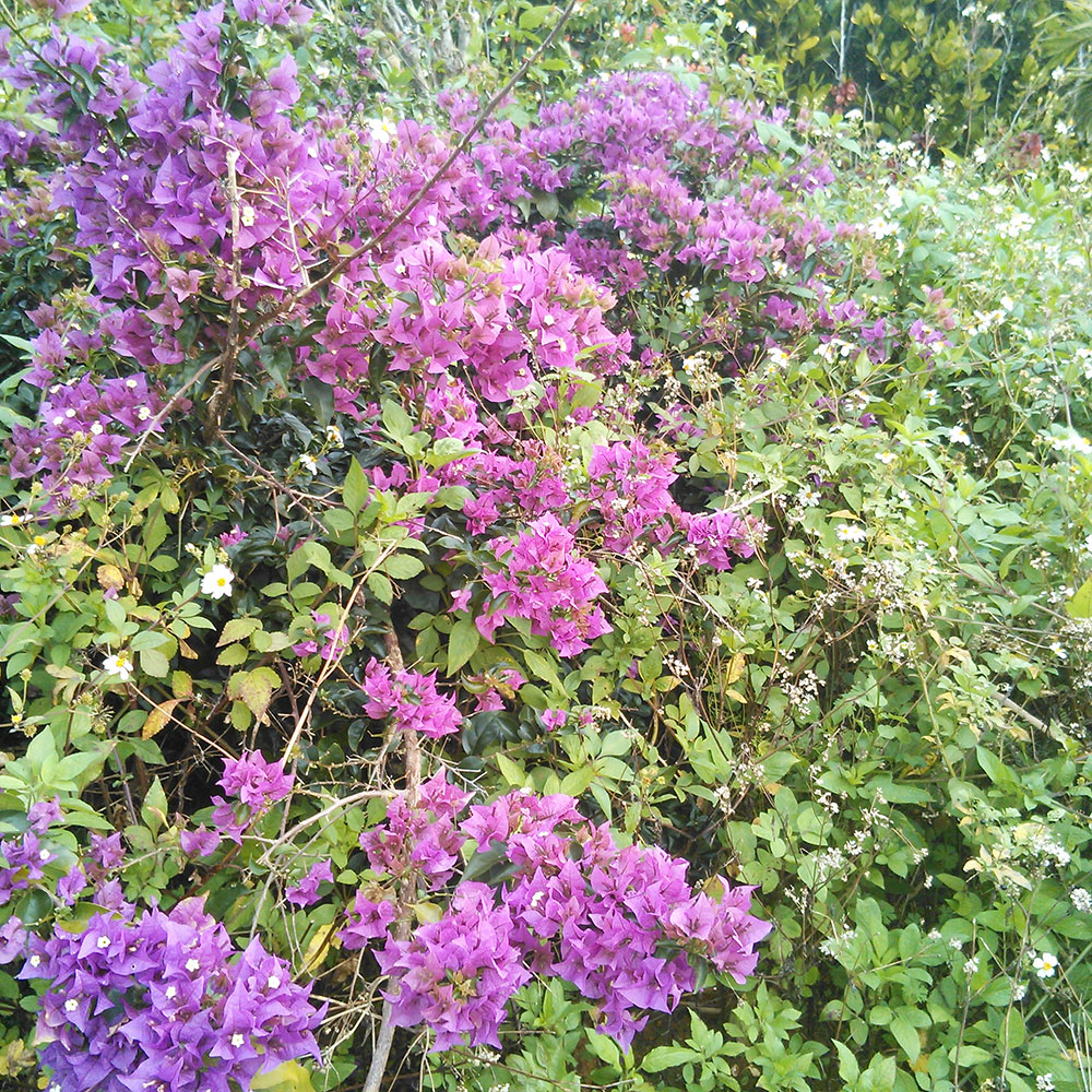 bushcraft campsite uppama beach gesashi higashison  okinawa japan