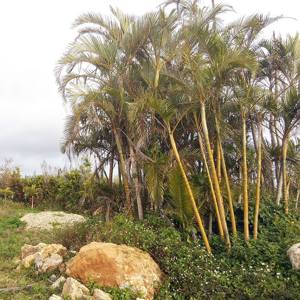bushcraft campsite uppama beach gesashi higashison  okinawa japan
