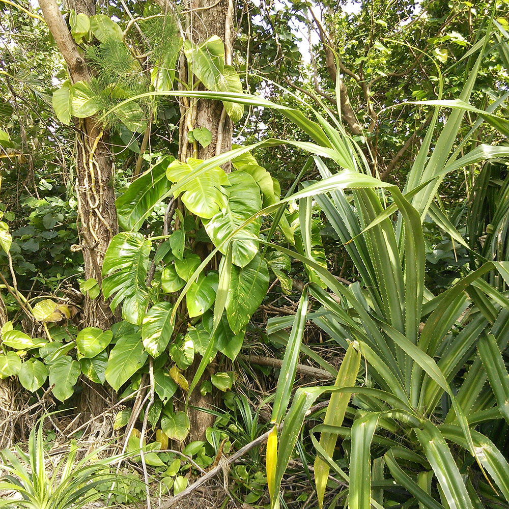 bushcraft campsite uppama beach gesashi higashison  okinawa japan