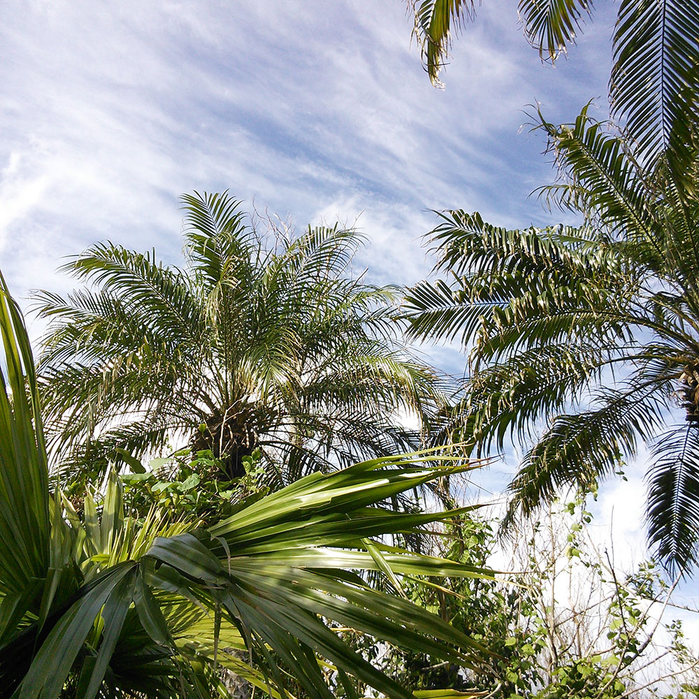 bushcraft campsite uppama beach gesashi higashison  okinawa japan