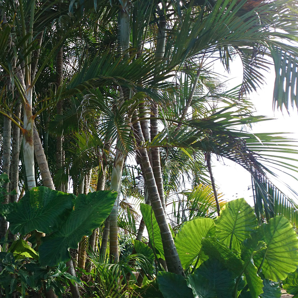 bushcraft campsite uppama beach gesashi higashison  okinawa japan