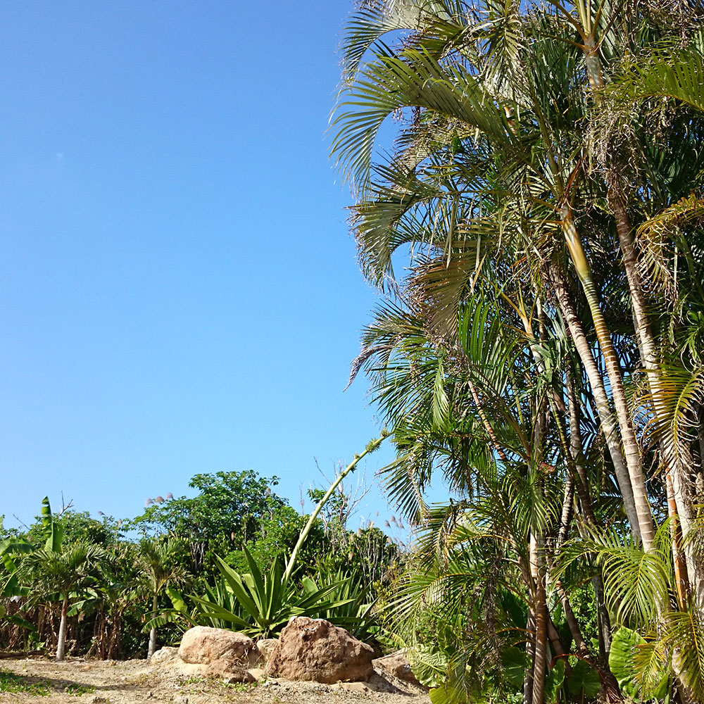 bushcraft campsite uppama beach gesashi higashison  okinawa japan