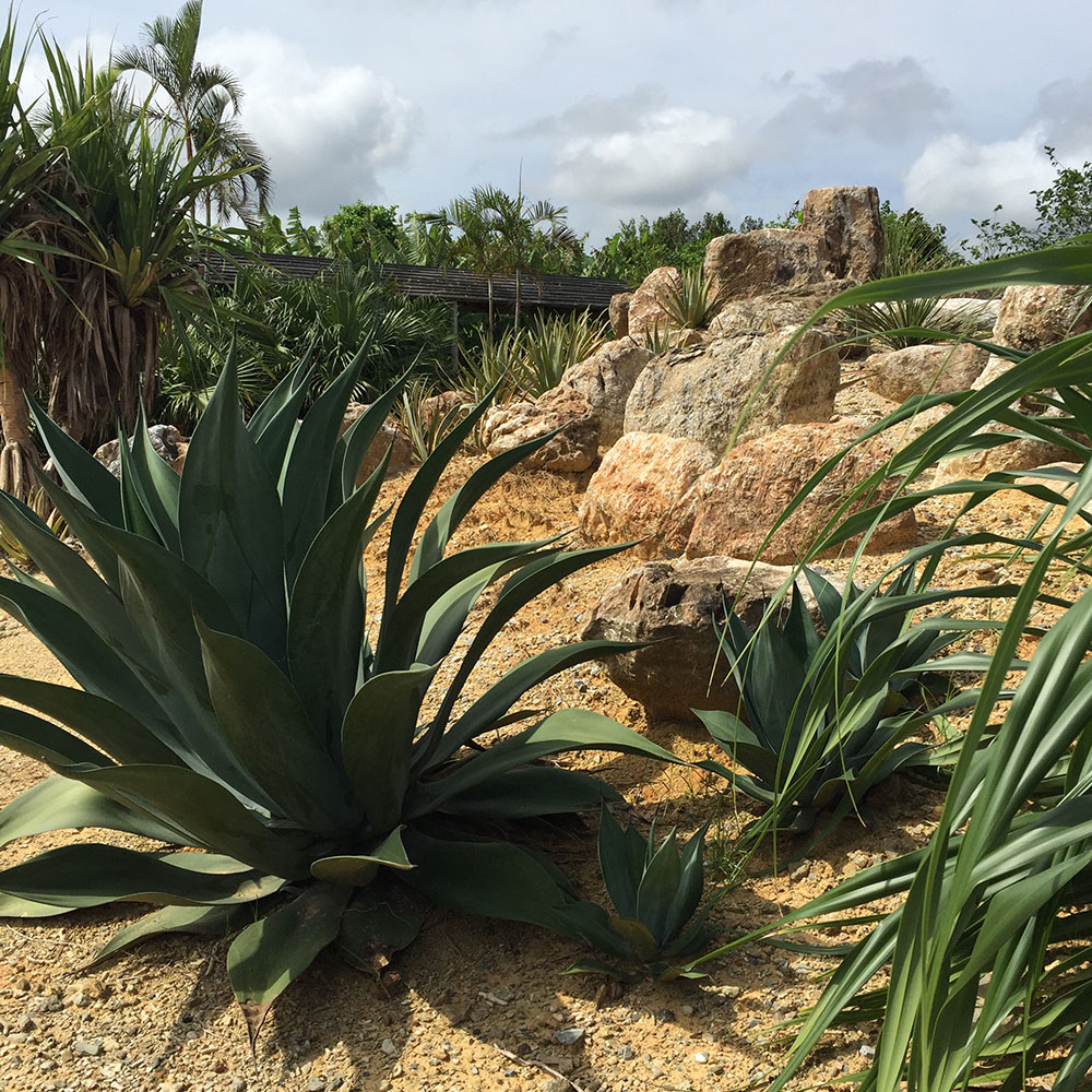 bushcraft campsite uppama beach gesashi higashison  okinawa japan