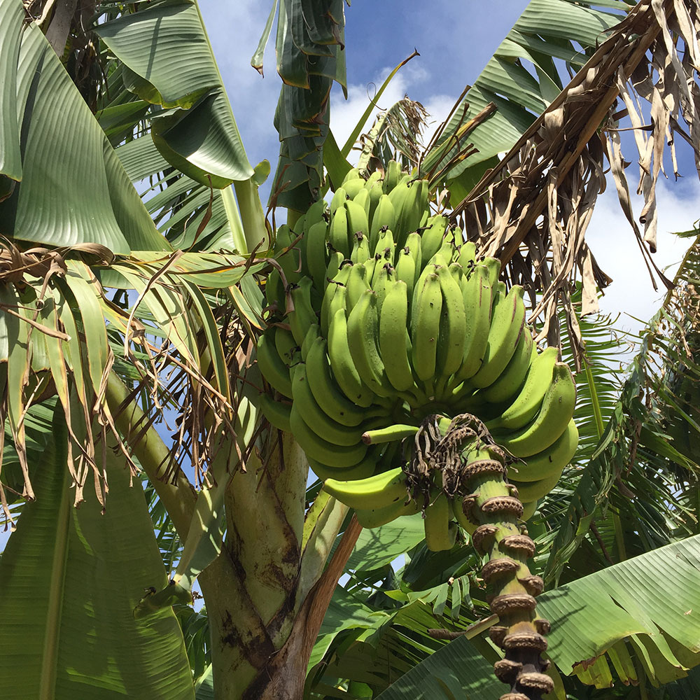 bushcraft campsite uppama beach gesashi higashison  okinawa japan