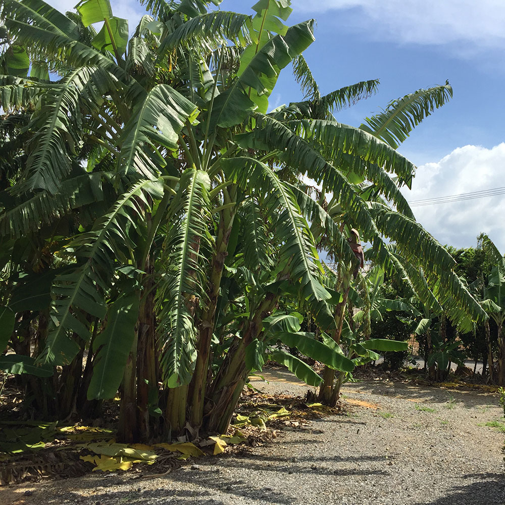 bushcraft campsite uppama beach gesashi higashison  okinawa japan