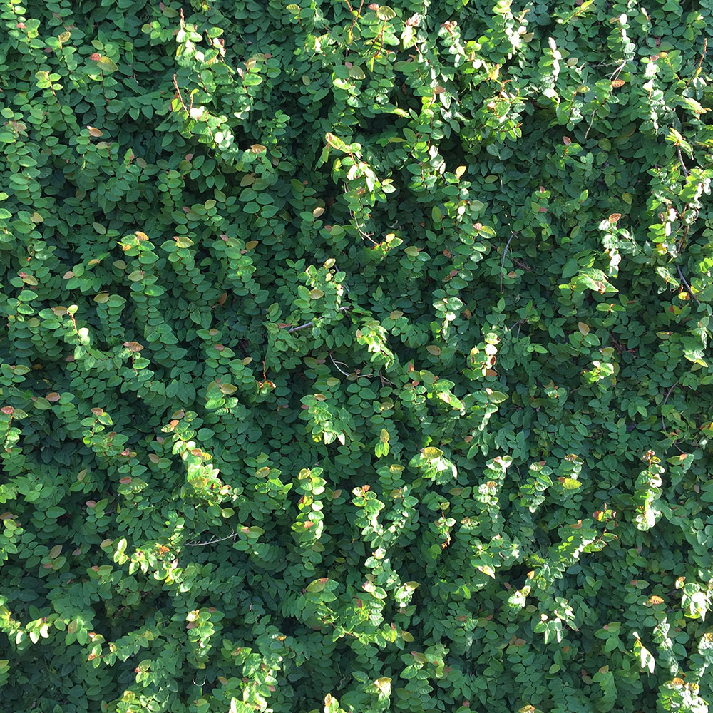 bushcraft campsite uppama beach gesashi higashison  okinawa japan