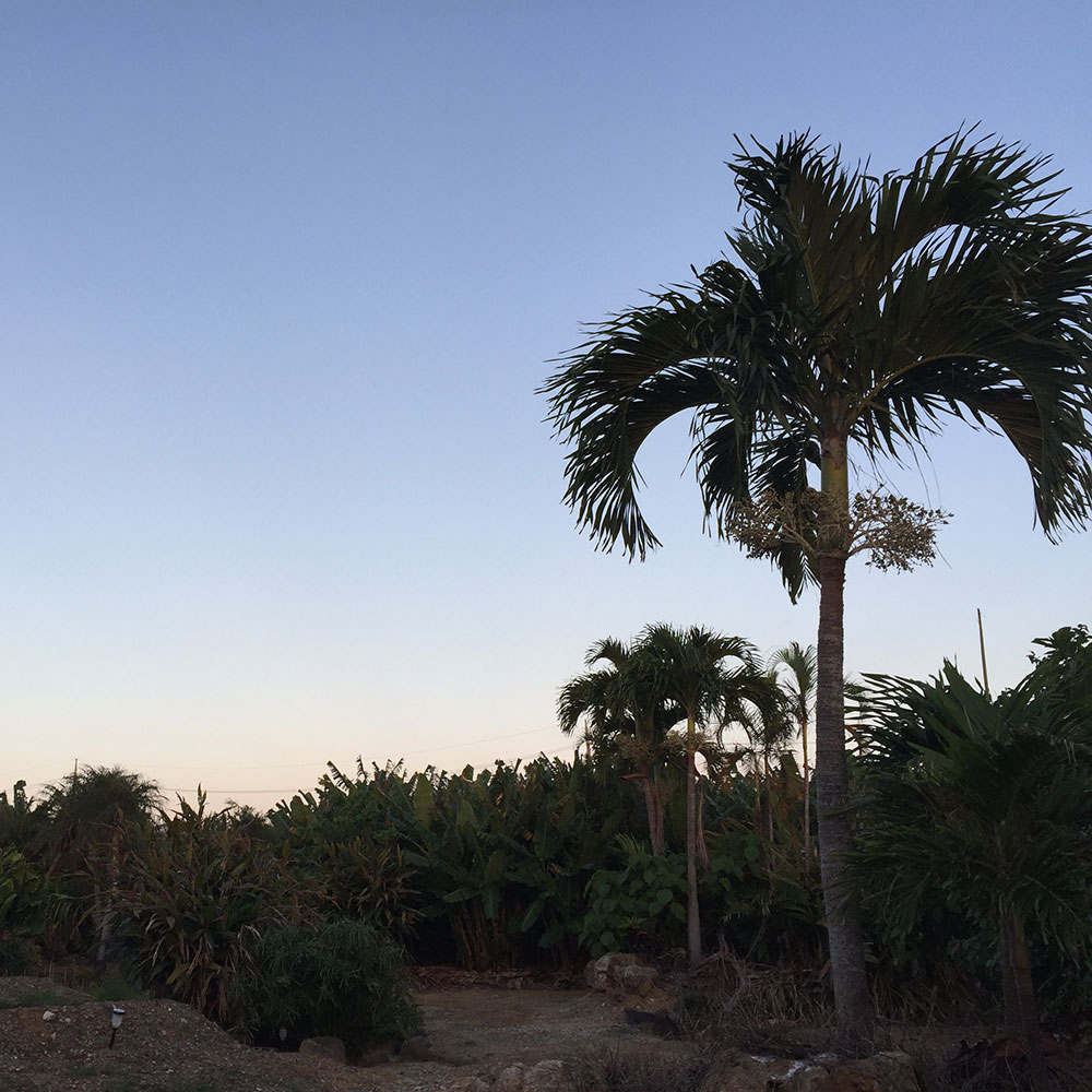 bushcraft campsite uppama beach gesashi higashison  okinawa japan