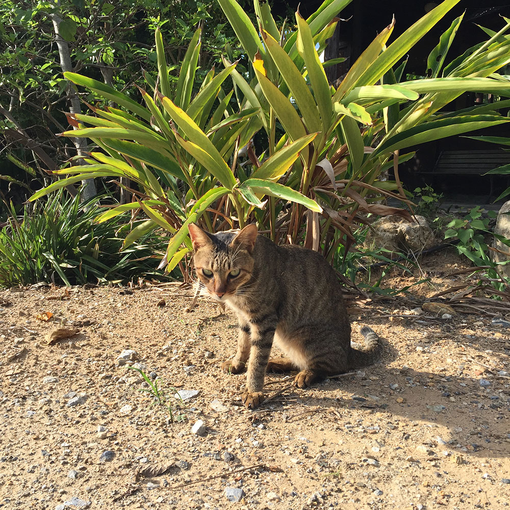 bushcraft campsite uppama beach gesashi higashison  okinawa japan